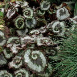 Begonia Rex - Escargot - green leaves with a white swirl pattern